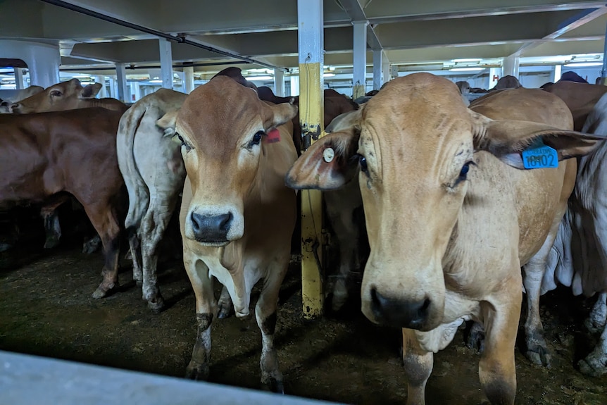Two brown cows stare at camera in cattle pen on ship