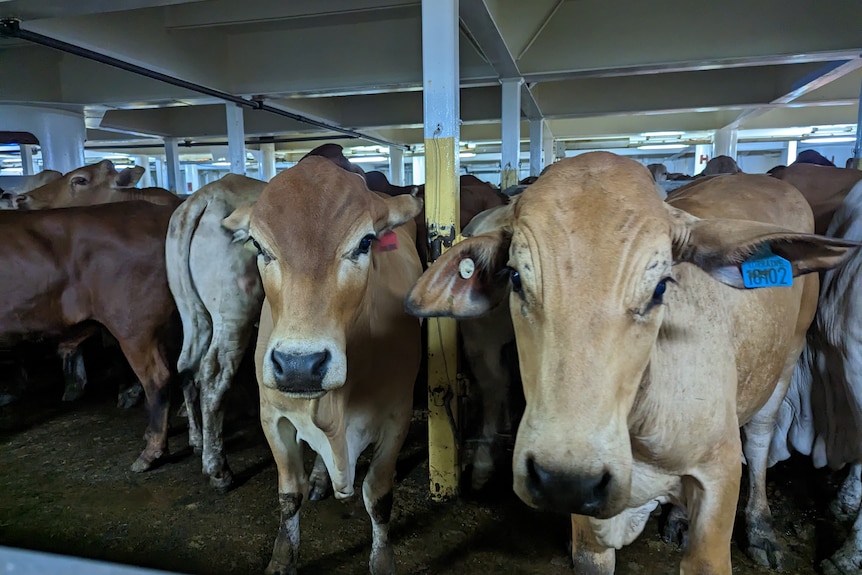 Two brown cows stare at camera in cattle pen on ship