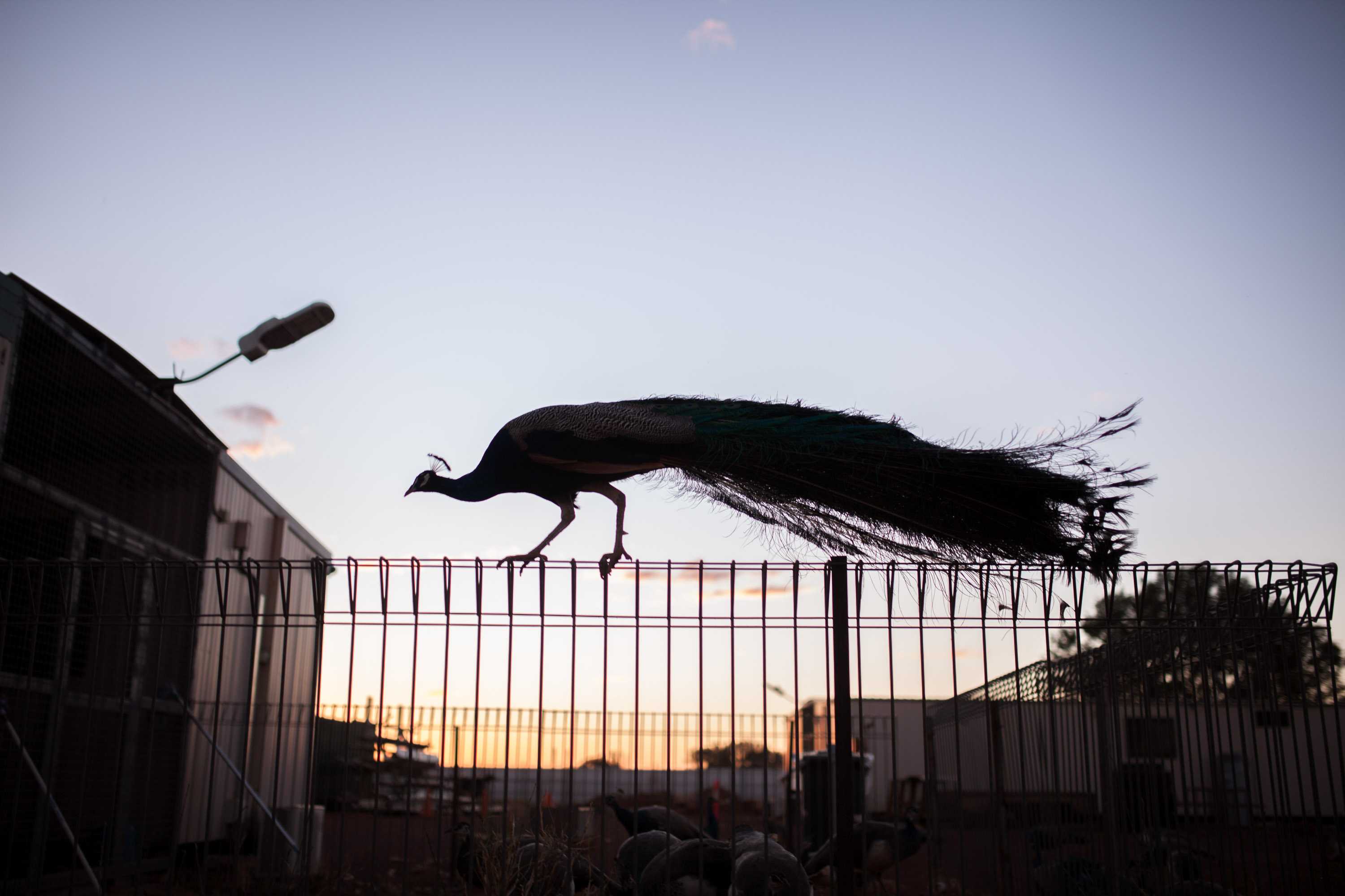 A peacock at the remote Warburton roadhouse, WA.
