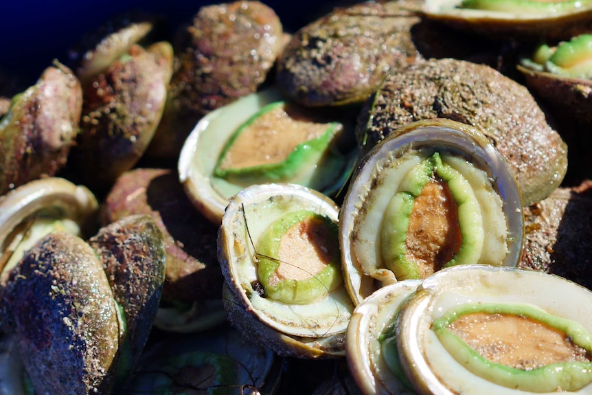 Abalone from Western Australia