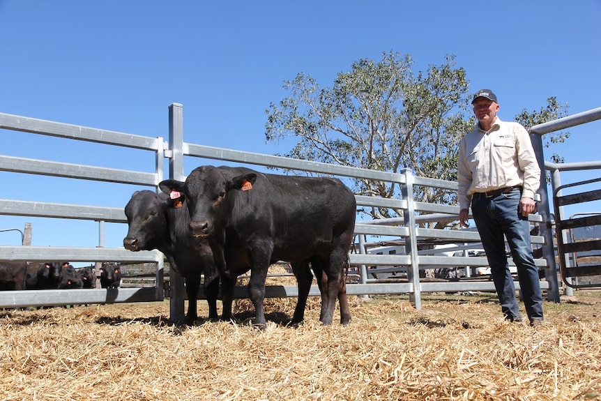 Tasmanian cattle breeder Keith Hammond stands in a yard with two black poll wagyu bulls.