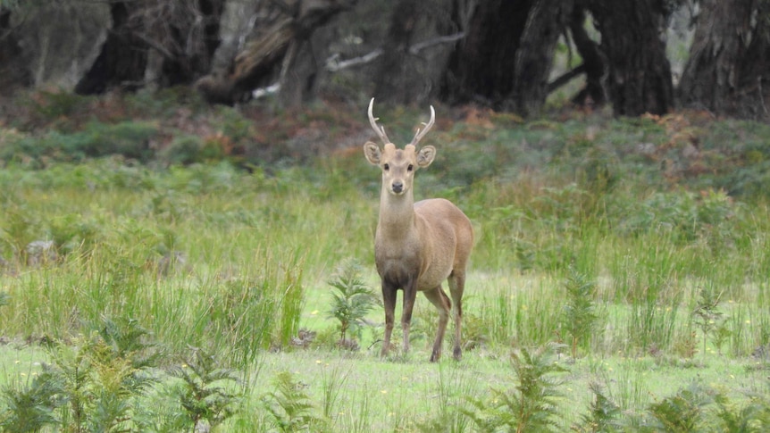 A deer standing in grass.