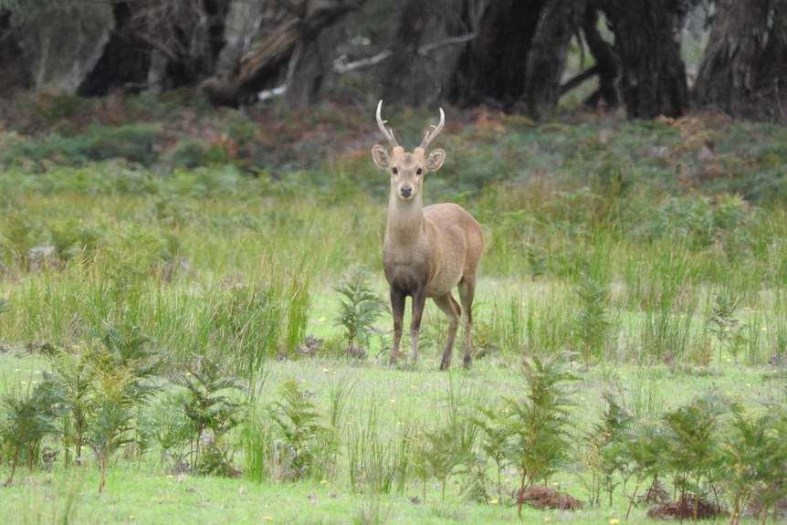 A deer standing in grass.