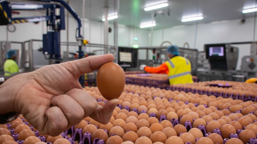 A hand holding an egg on the packing room floor of an egg farm.