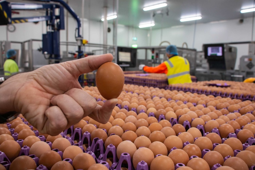 A hand holding an egg on the packing room floor of an egg farm.