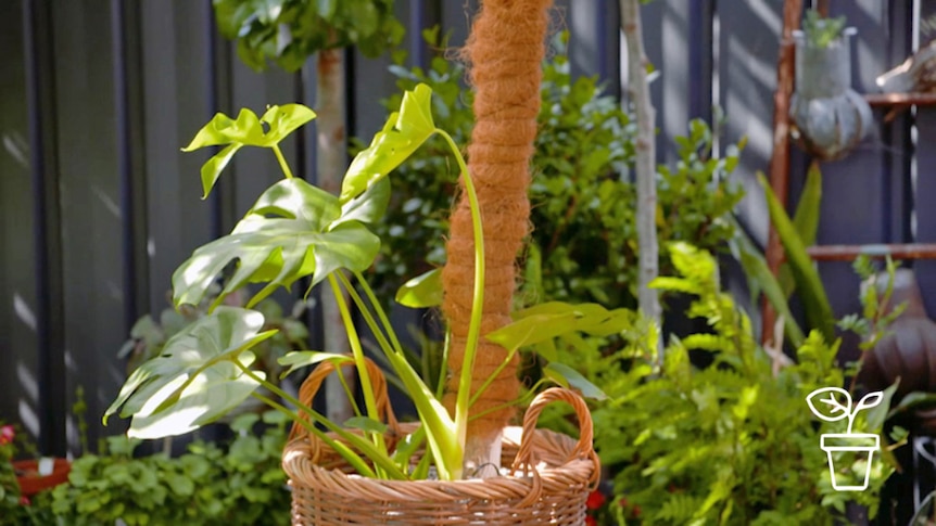 Indoor plant in pot sitting outdoors on a planting bench