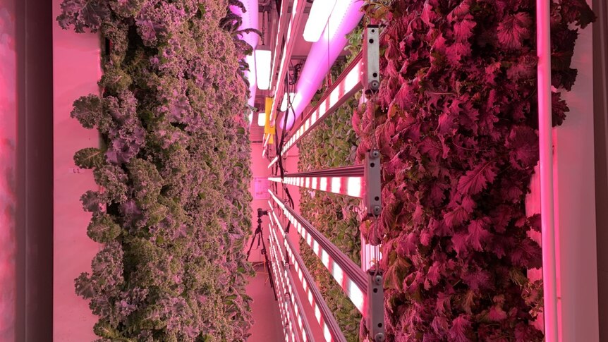Pink and purple lights illuminate a shipping container where leafy green plants are growing