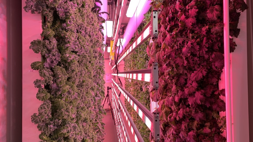 Pink and purple lights illuminate a shipping container where leafy green plants are growing