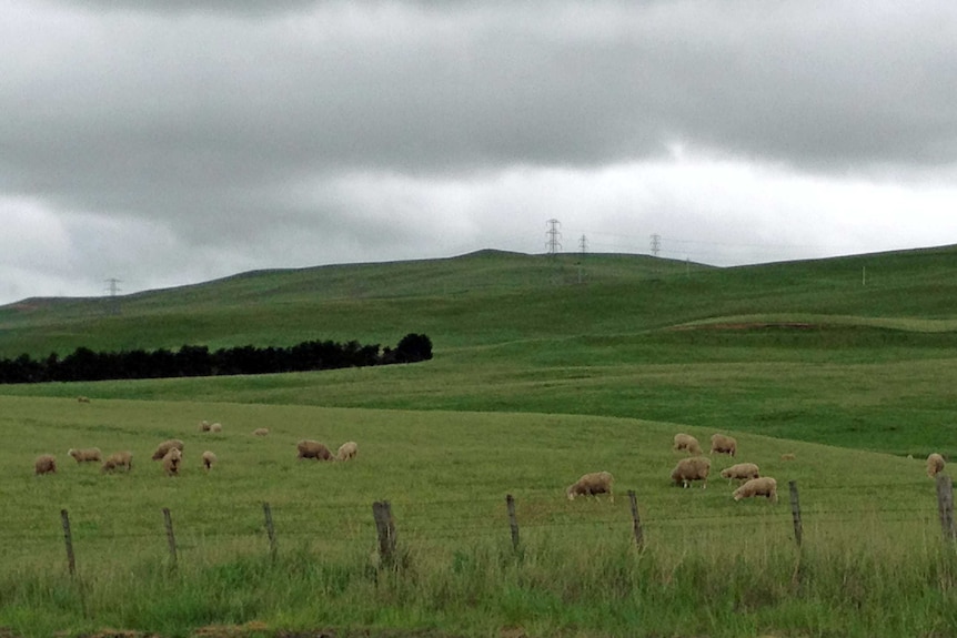 Farmland in Hamilton, near Hobart, the site of a proposed open cut coal mine.