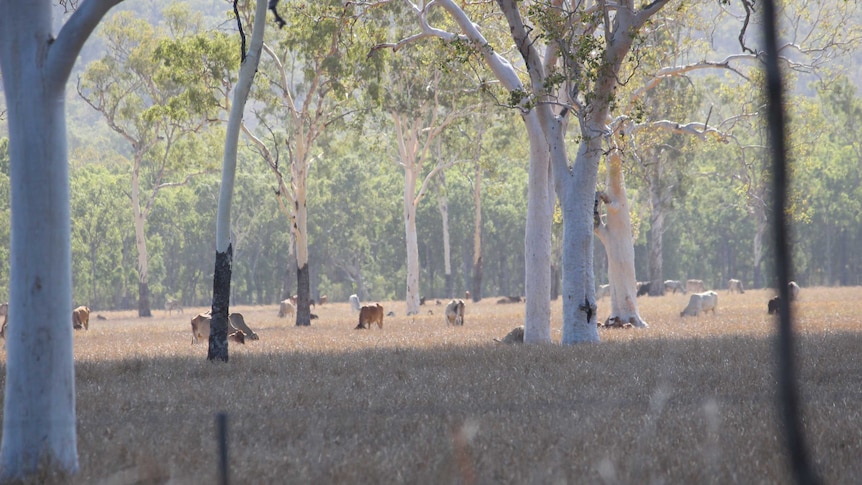 Cattle grazing land near Townsville in North Queensland