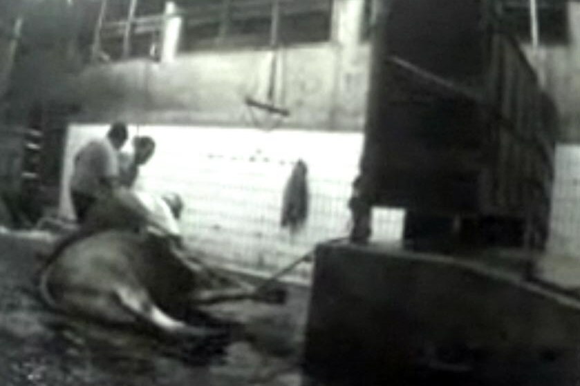 Video still taken from Lateline footage that was shot in two abattoirs in Jakarta.