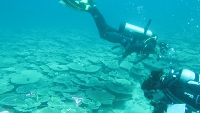 Dr Belinda Dechnik and researcher James Sadler doing a modern zonation study of a research site on the Great Barrier Reef