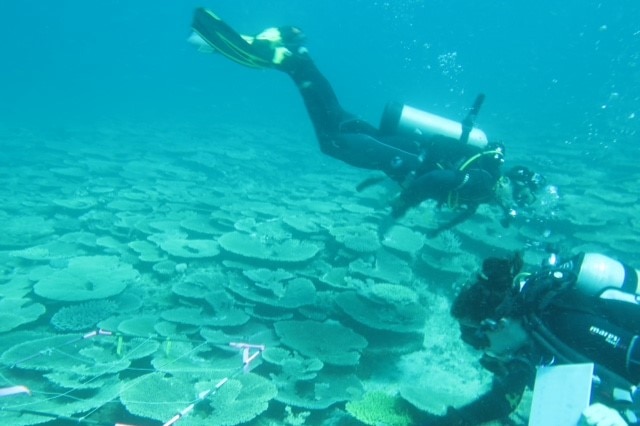 Dr Belinda Dechnik and researcher James Sadler doing a modern zonation study of a research site on the Great Barrier Reef