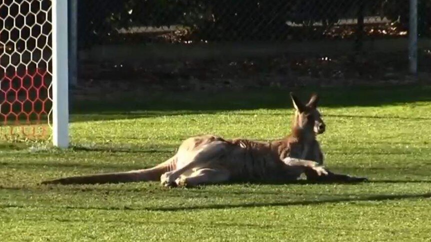 A kangaroo lies on a soccer field in front of the goal.
