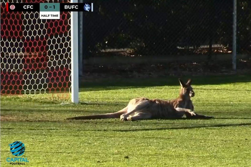 A kangaroo lies on a soccer field in front of the goal.