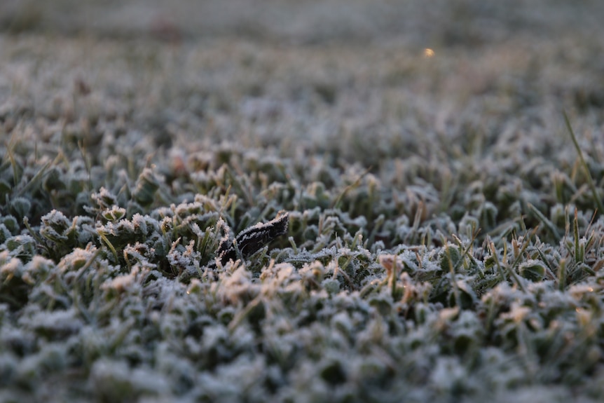 Frost on grass.