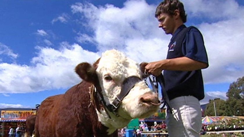 Livestock is still an important part of the Huon show routine.