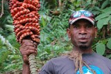 A man in Papua New Guinea is holding a bunch of red, exotic bananas