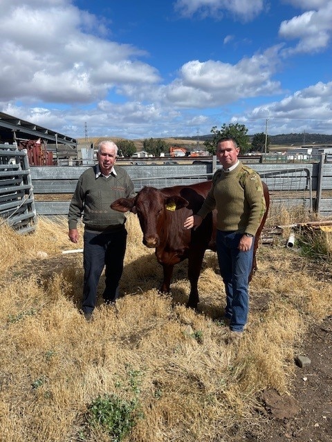 A man and his son on either side of a Santa Gertrudis cow at Bothwell