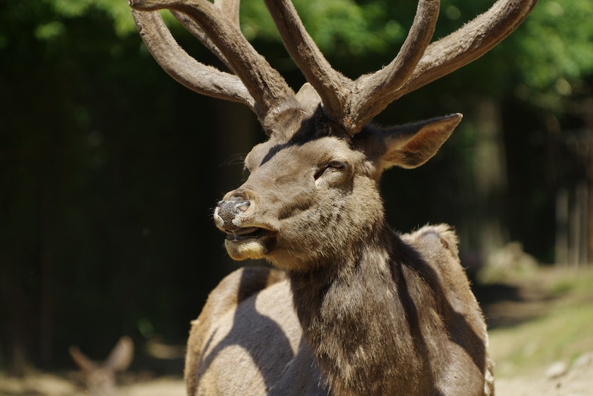 A deer with large antlers
