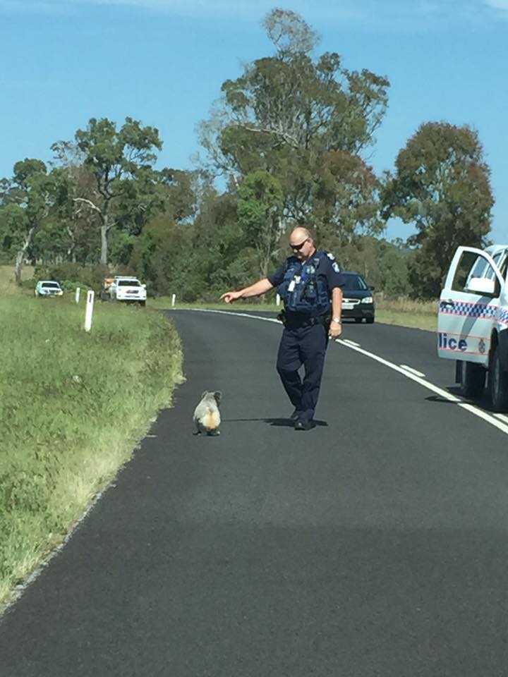 Koala Escorted Across Brisbane Valley Highway Under Police Guard - ABC News