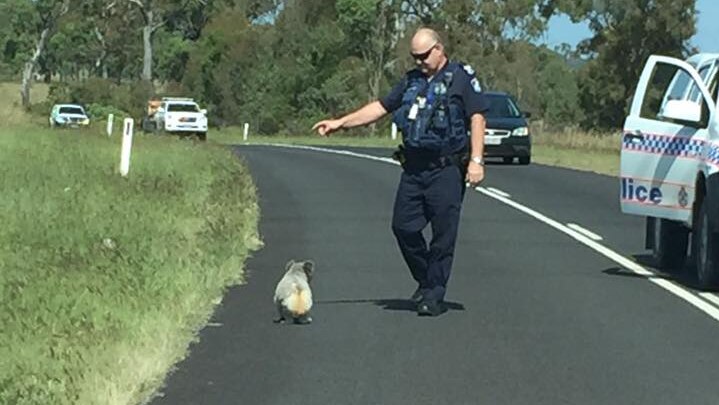 Koala ignores police officer who tells him to get off the road.