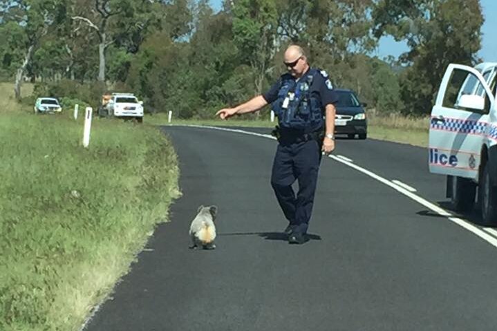 Koala ignores police officer who tells him to get off the road.