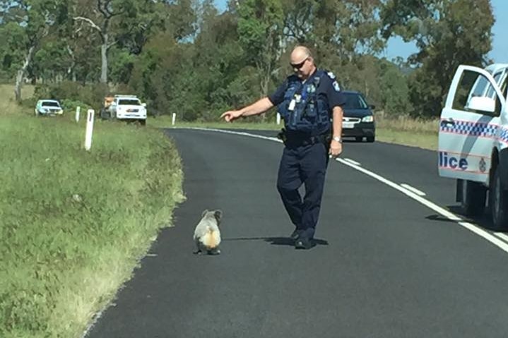 Koala ignores police officer who tells him to get off the road.