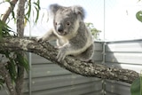 koala in enclosure at a breeding facility