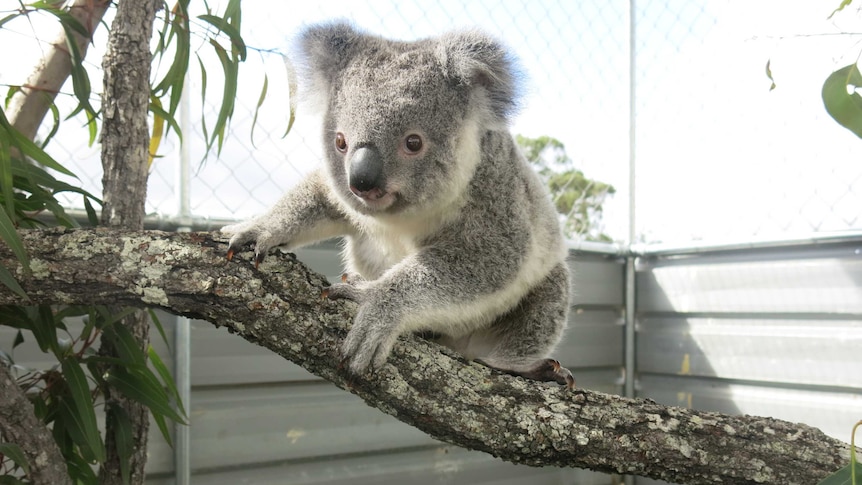 koala in enclosure at a breeding facility