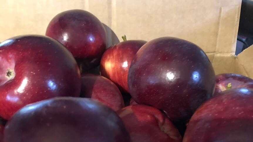 a box of burgandy coloured apples
