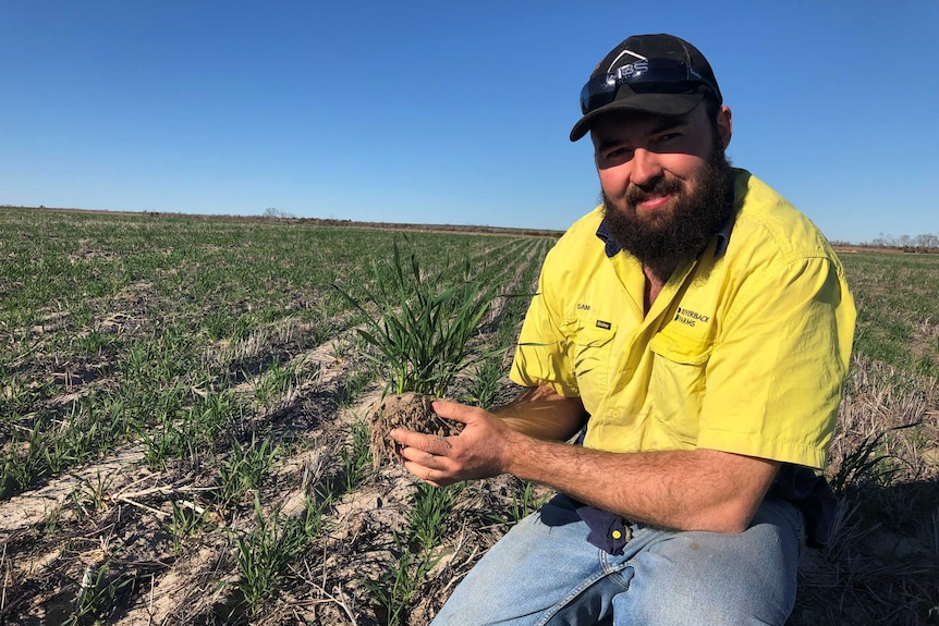 A farmer wearing a yellow hi-vis shirt kneels in a paddock with some dirt and wheat in his hand