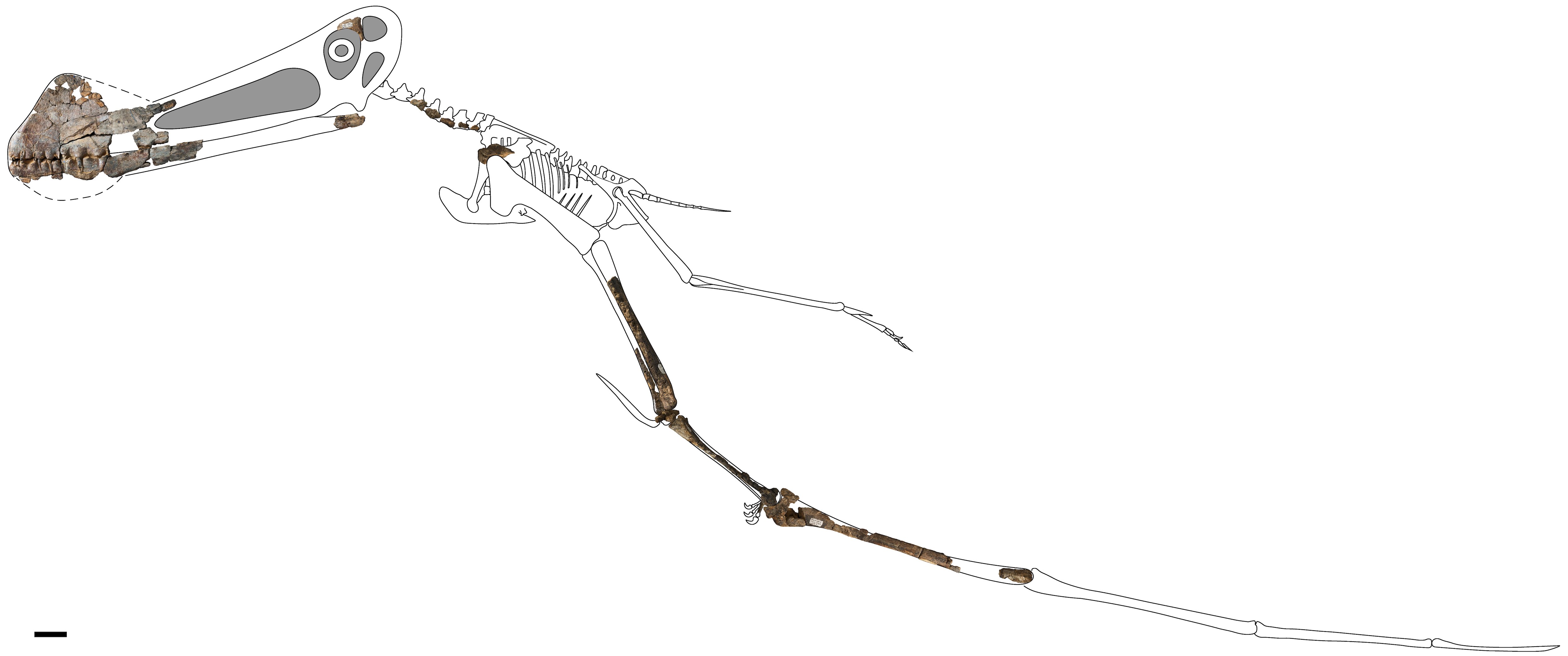 Skeletal reconstruction of a Ferrodraco lentoni