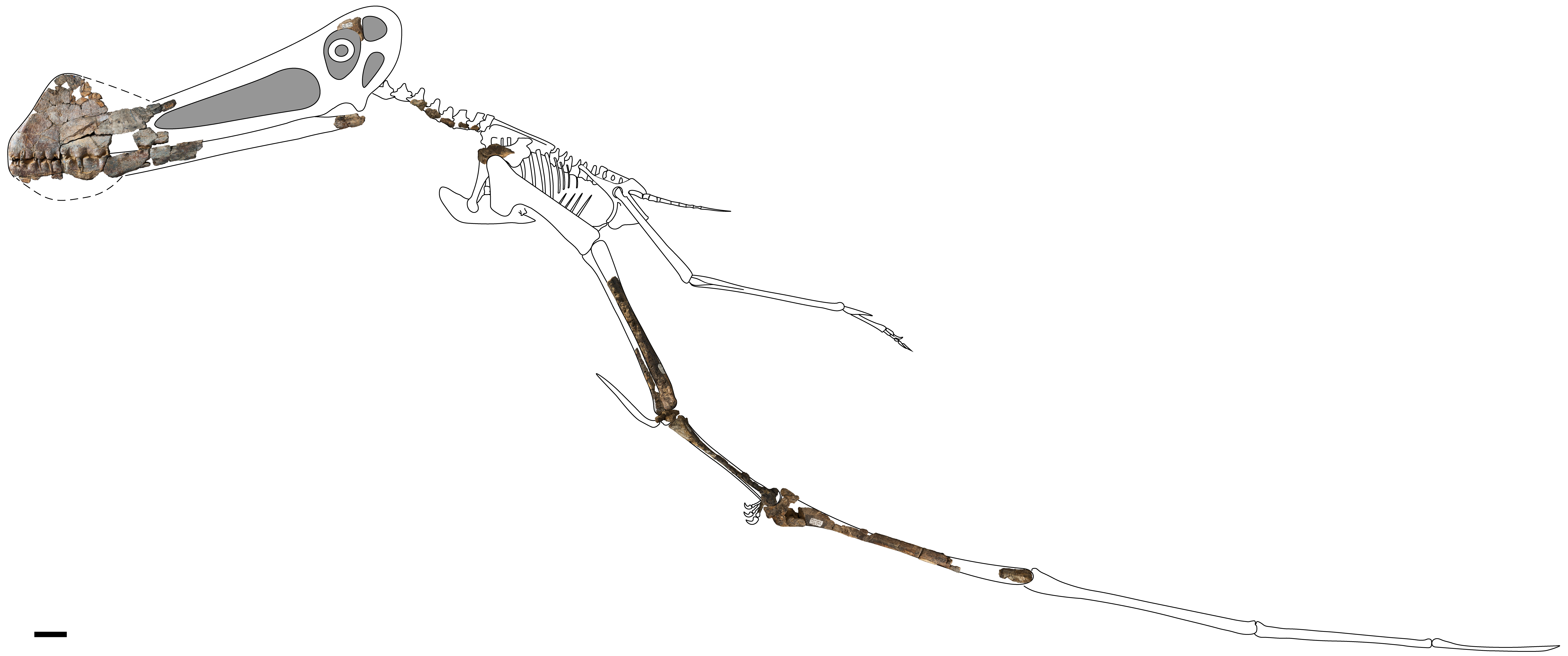 Skeletal reconstruction of a Ferrodraco lentoni