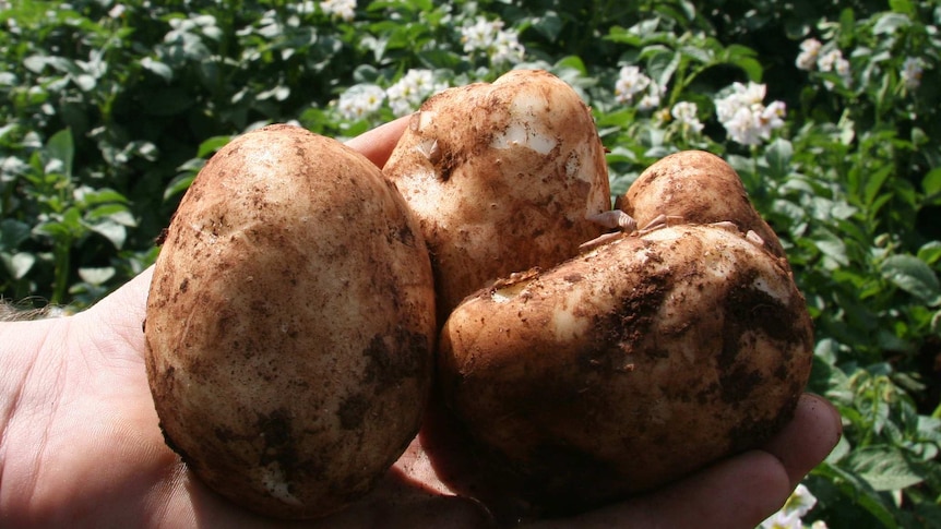 Freshly picked potatoes