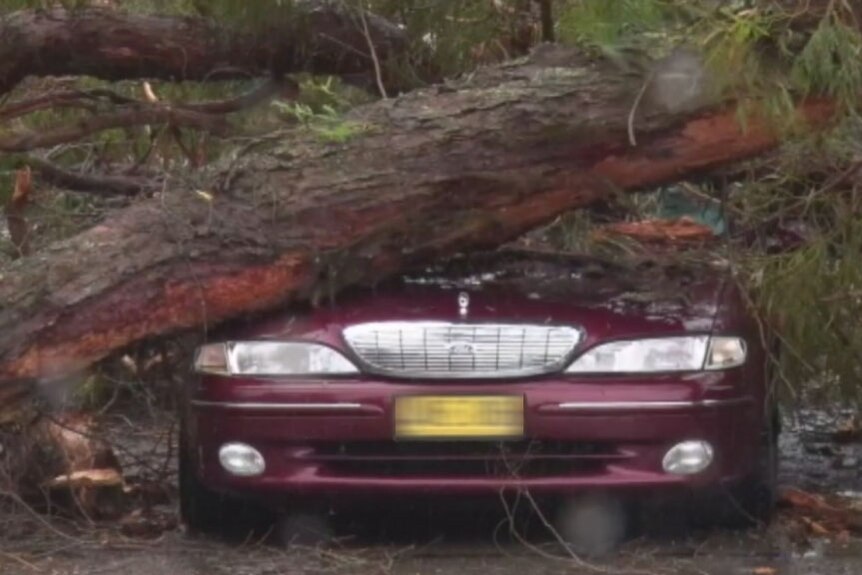Tree falls on car