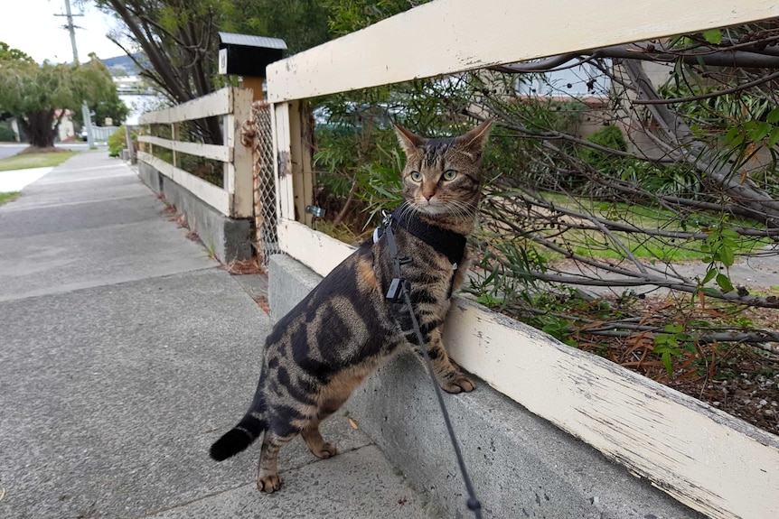 Dude the cat on a harness and lead