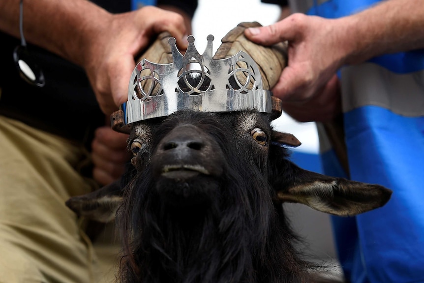 A pair of hands can be seen placing a crown on the head of a wild goat.