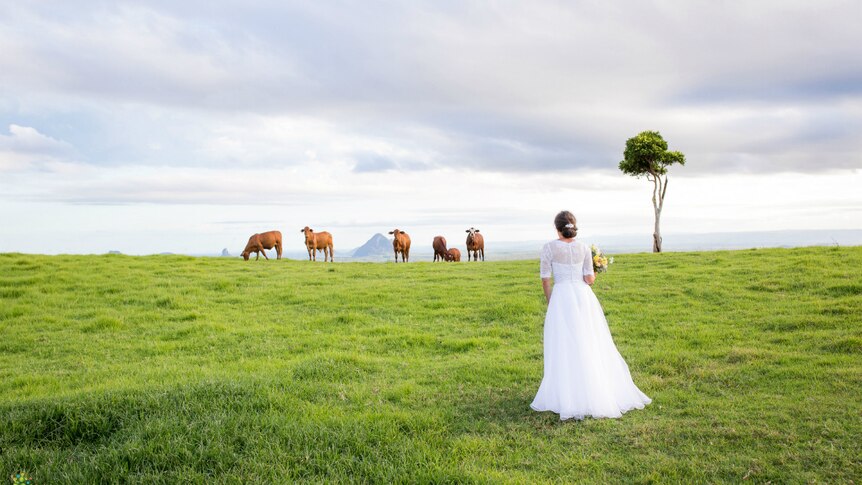 A bride and Droughtmaster cattle in the paddock at 'One Tree Hill'.