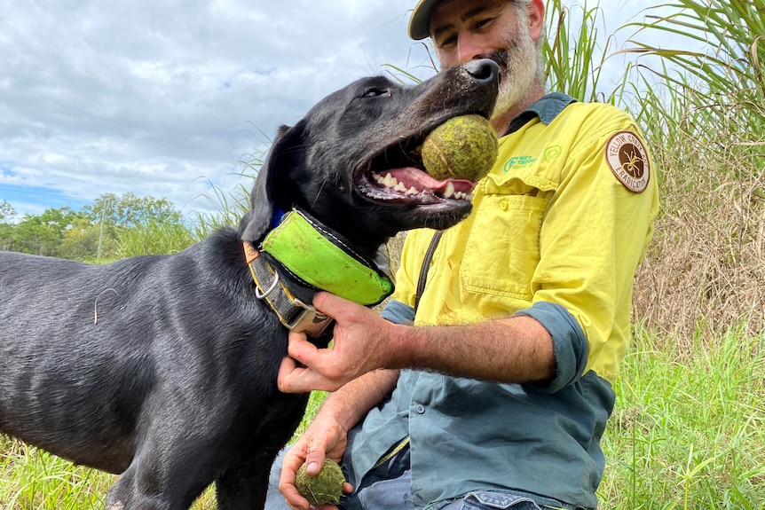 A black labrador with a ball in its mouth near a cane field.