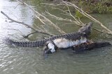 The body of a dead crocodile lays on submerged branches, rotting near the side of a river.