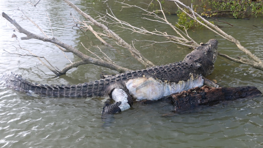 The body of a dead crocodile lays on submerged branches, rotting near the side of a river.