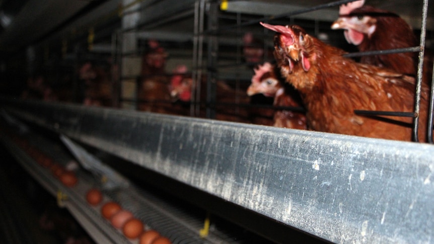 Eggs on a conveyor belt passing below chooks in cages.