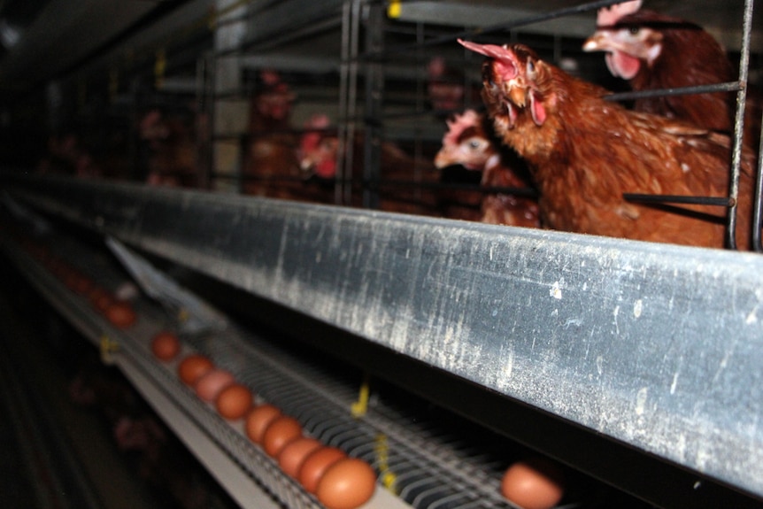 Eggs on a conveyor belt passing below chooks in cages.