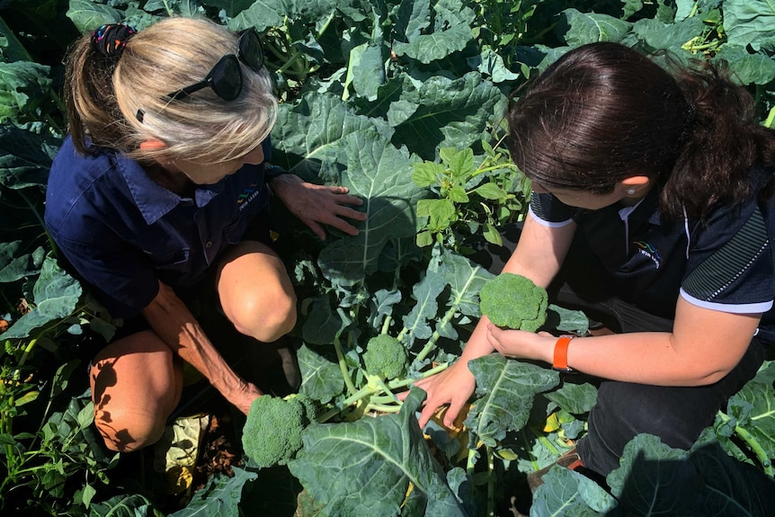 Two people crouched down in broccoli field picking the vegetable.