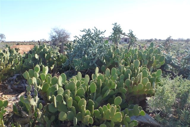 Coral cactus infestation at Tarmoola Station in the Goldfields.