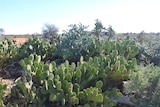 Coral cactus infestation at Tarmoola Station in the Goldfields.