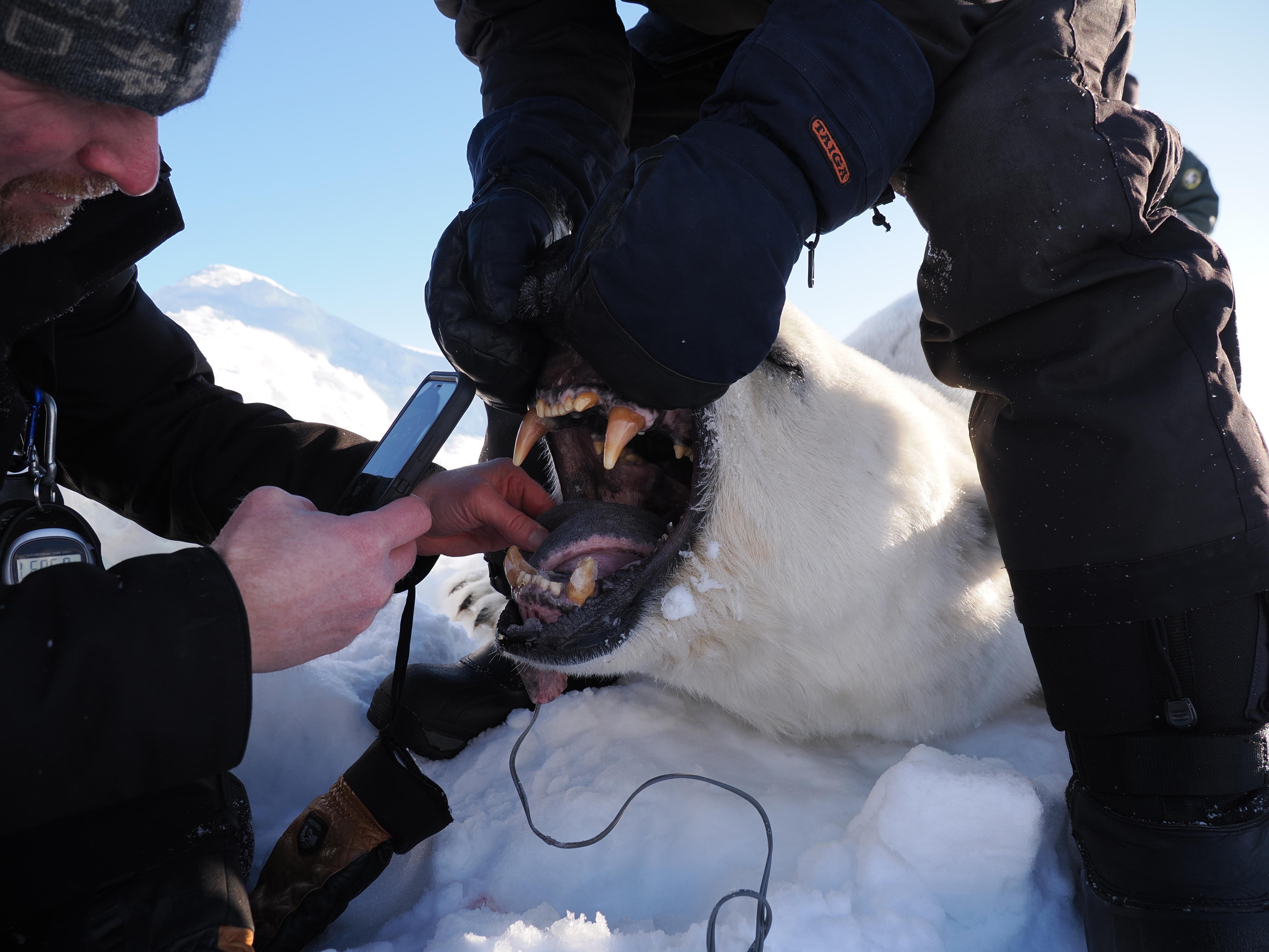Os pesquisadores mantêm a boca de um urso polar aberta e fazem medições.