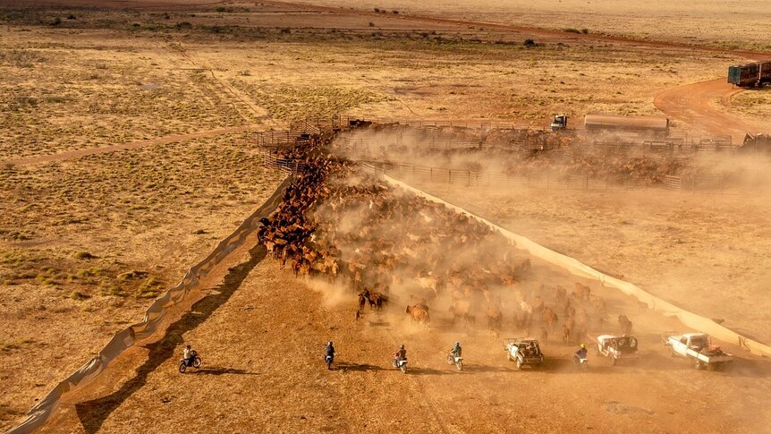 cattle are pushed in to some holding yards, as viewed from a helicopter.