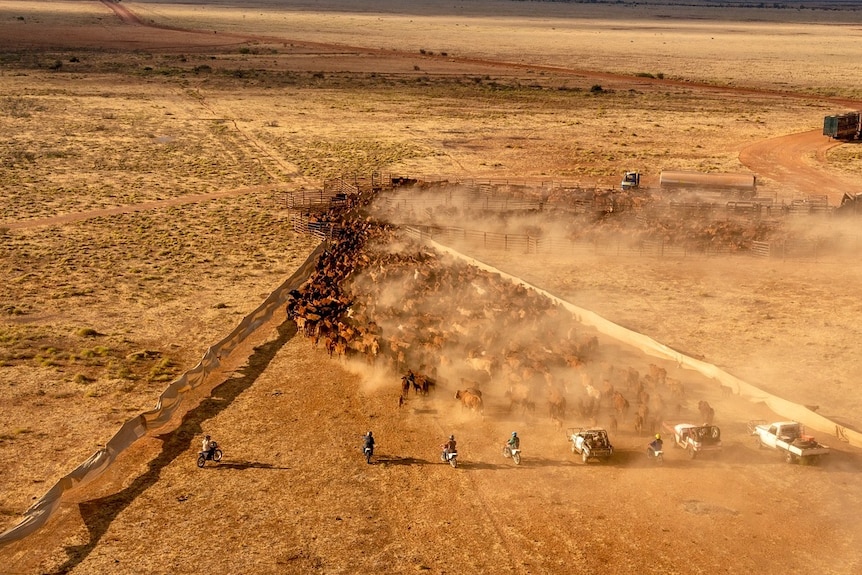 在西澳Pilbara地区，使用摩托车和直升机驱赶牛群。